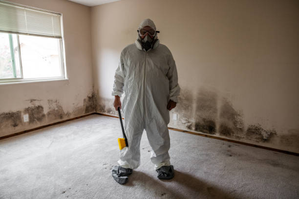 DIY Mold Remediation